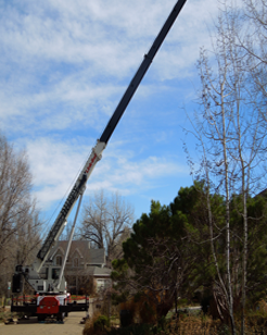 Tree removal using a crane